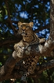 Lopard femelle